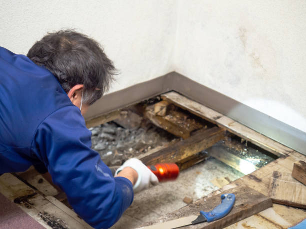 Why You Should Choose Our Mold Remediation Services in Fulton, MO